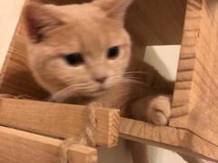 -Meowの猫咖(万家丽店)