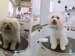 美容图-BABYDOG宝贝狗宠物乐园(欧洲城店)