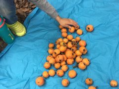 -塘栖枇杷特色园区