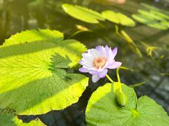 -国家植物园南园
