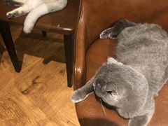 -猫小院猫主题餐厅(三里屯店)