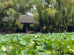 -桂湖森林公园