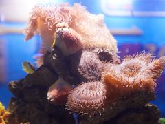 -大连老虎滩海洋公园