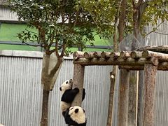 -卧龙中华大熊猫苑神树坪基地
