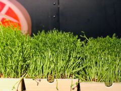 -九鼎轩脆毛肚火锅(商业街店)