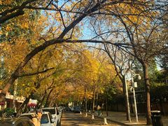 -三里屯东五街银杏大道