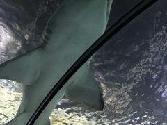 -悉尼海洋生物水族馆