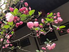 -上海醉白池公园