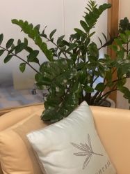 -智美品质医美