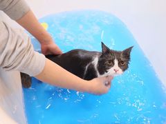 -momokira米努特·德文卷毛猫·棉花面纱犬