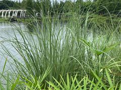 -眉山湿地公园(东坡区)