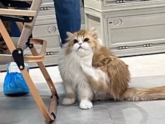 -Heymao猫咖.咖啡厅(东门店)