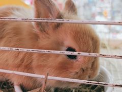 -宠物兔专门店(天丰利市场店)