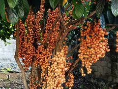 -品德宏·孔雀宴的发源地(金塔园店)