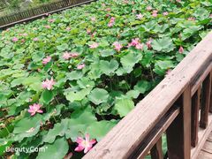 -羊亭河湿地公园