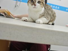 -艾贝尔宠物医院·宠保定点·超声绝育·免疫点(樱花路店)