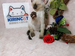 -十年猫舍·猫咪专门店(普陀店)