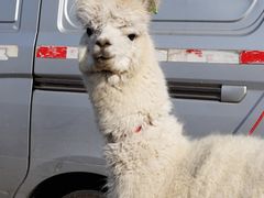 -甘家界牌柠檬鸭(青山店)