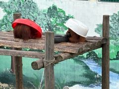 -西霞口神雕山野生动物世界