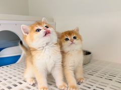 -lincat·猫舍(广州店)
