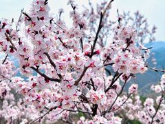 -八达岭长城