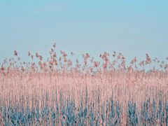 -合肥滨湖国家森林公园