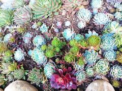 -丽江植物园
