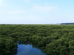 -北海金海湾红树林生态旅游区