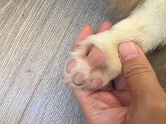 -浣熊柯尔鸭土拨鼠·电玩咖