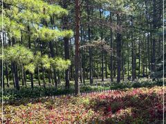 -黑龙江省森林植物园