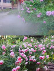 点击看大图 -安琪朵朵独栋花园月子中心