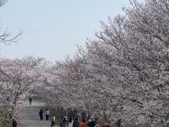 -天王浮山樱花园