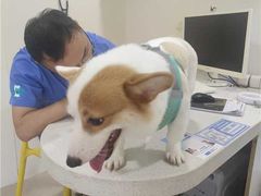 -佳雯宠物医院·皮肤科·内外科(春晓路分院)