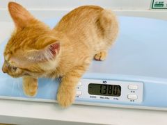 -天使宠物医院·犬猫分诊(彩虹店)