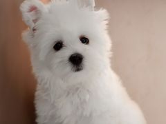 -翊宠yipet猫狗购宠庄园犬舍•猫舍