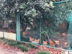 -呼吸森林·生态农庄农家乐私房菜