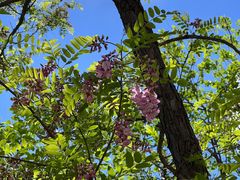 -北京鹫峰国家森林公园