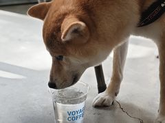 -VOYAGE COFFEE 咖啡烘焙工坊店(798艺术区店)