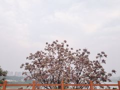 -大渡口区义渡公园