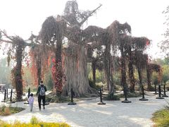 -石家庄市植物园