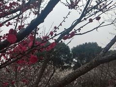 -香雪海