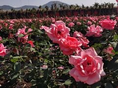 -亚龙湾国际玫瑰谷