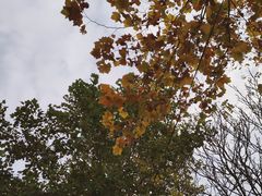 -富斯特索道
