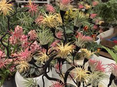 -龙大花卉苗木市场