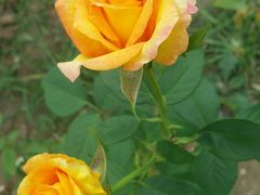 -金凤成祥(蓝旗营店)