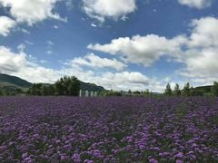 -北京东方普罗旺斯薰衣草庄园