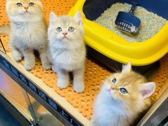 -欣宠猫屋·矮脚拿破仑·蓝金金渐层