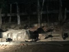 -清迈夜间动物园