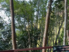-西双版纳原始森林公园