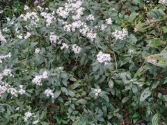 -萍乡武功山风景名胜区